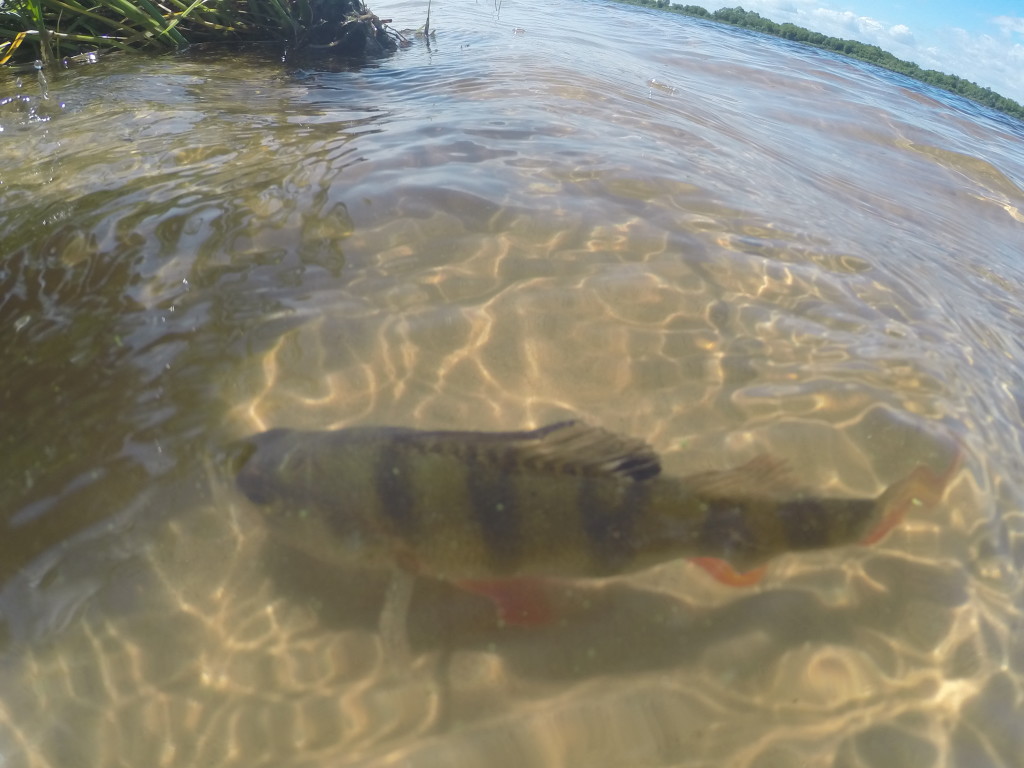 DCIM999GOPRO